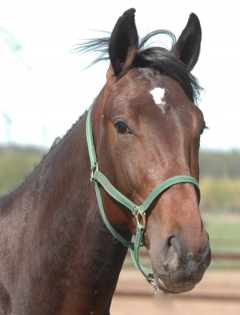 Valet De Chambre 160512-10